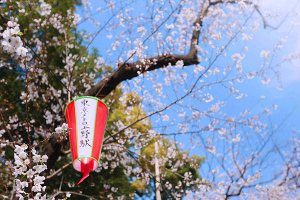 日本東京櫻花