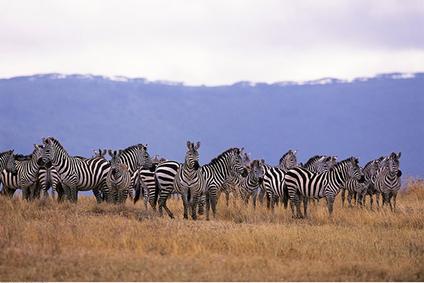坦桑尼亞旅游注意事項,到坦桑尼亞旅游須知_廣東廣州天馬國際旅行社(m.hairbydesiree.com)