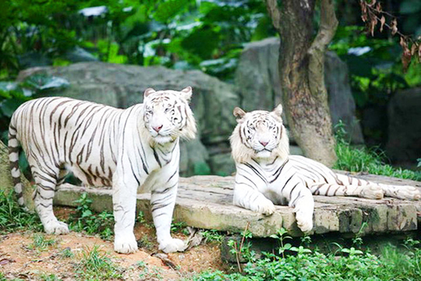 長隆野生動物園