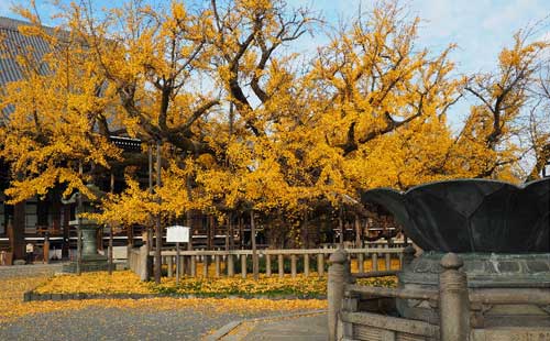 日本有哪些不可錯過的銀杏美景？日本最美銀杏景點_廣東廣州天馬國際旅行社(m.hairbydesiree.com)