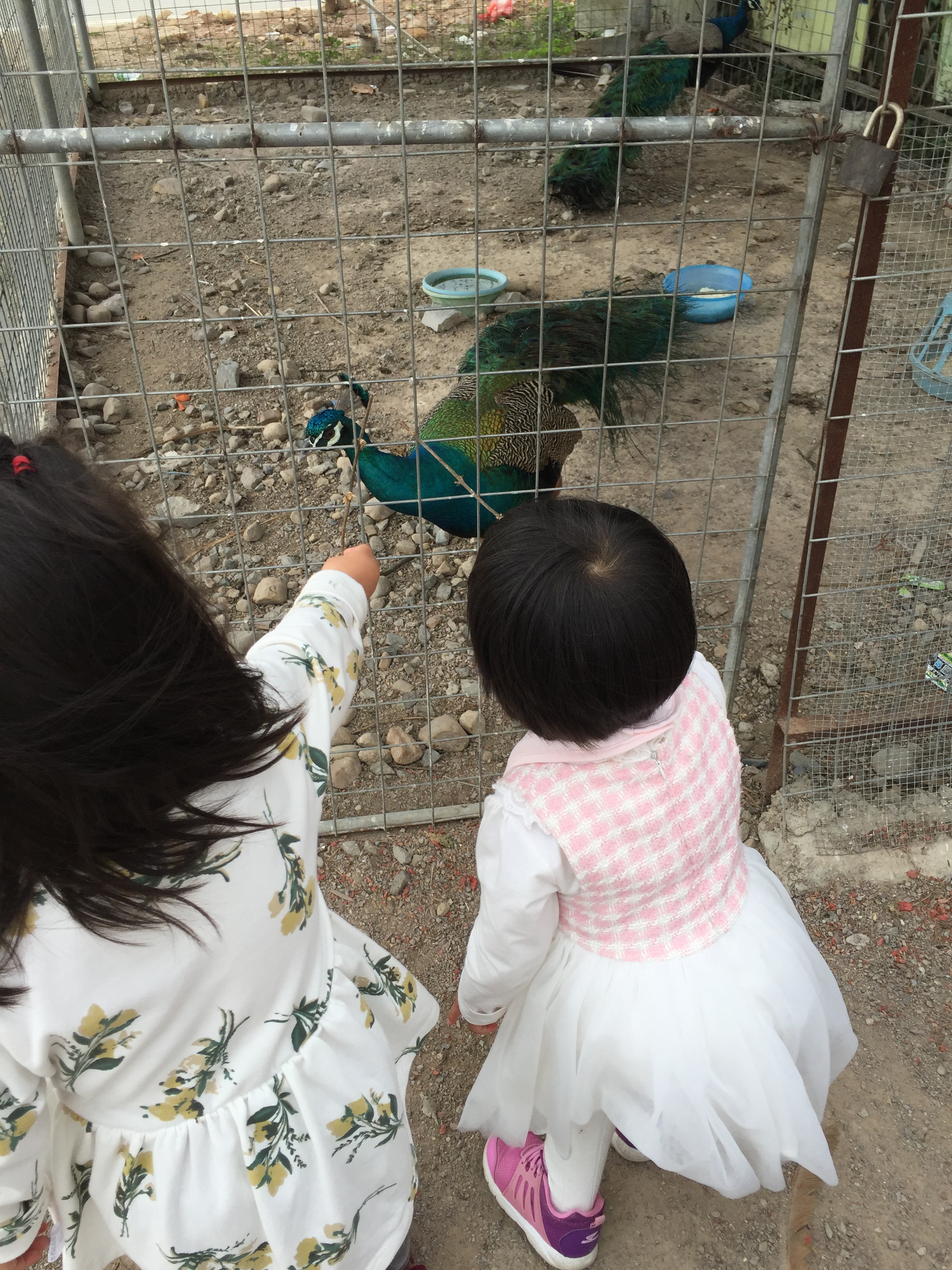 惠州客家人餐廳孔雀