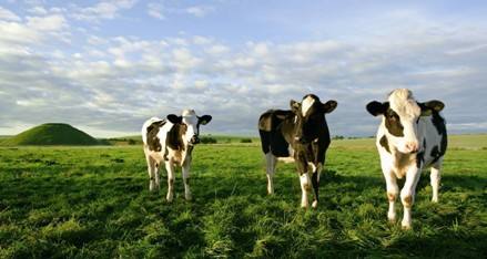 Maleny Dairies奶牛牧場(chǎng)