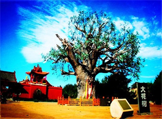 大槐樹廣場