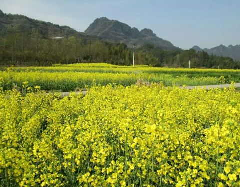 唐家灣油菜花田.jpg