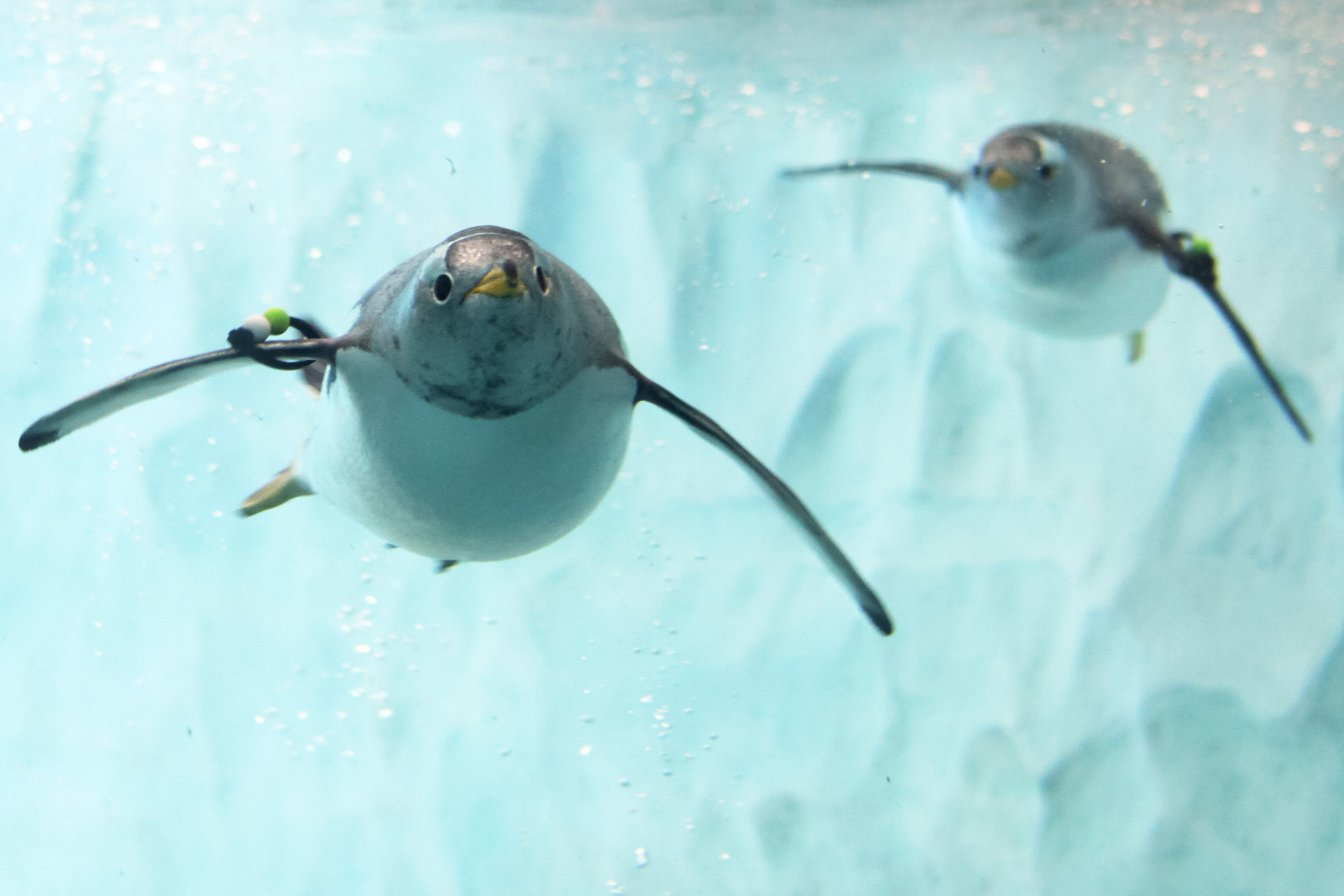 珠海長隆海洋世界企鵝