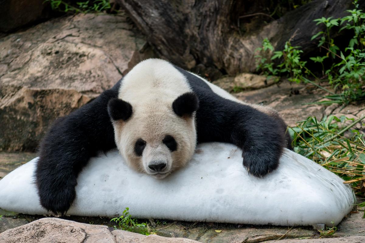 廣州長隆動物園2