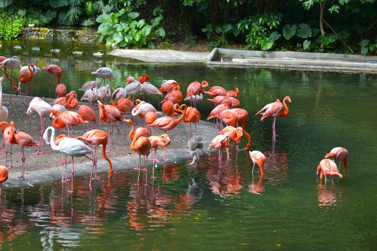 廣州長隆動物園
