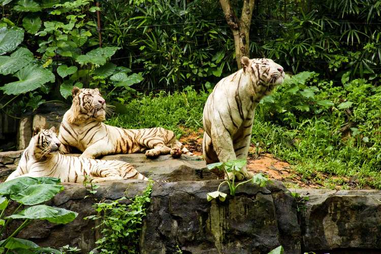 廣州長隆動物園4