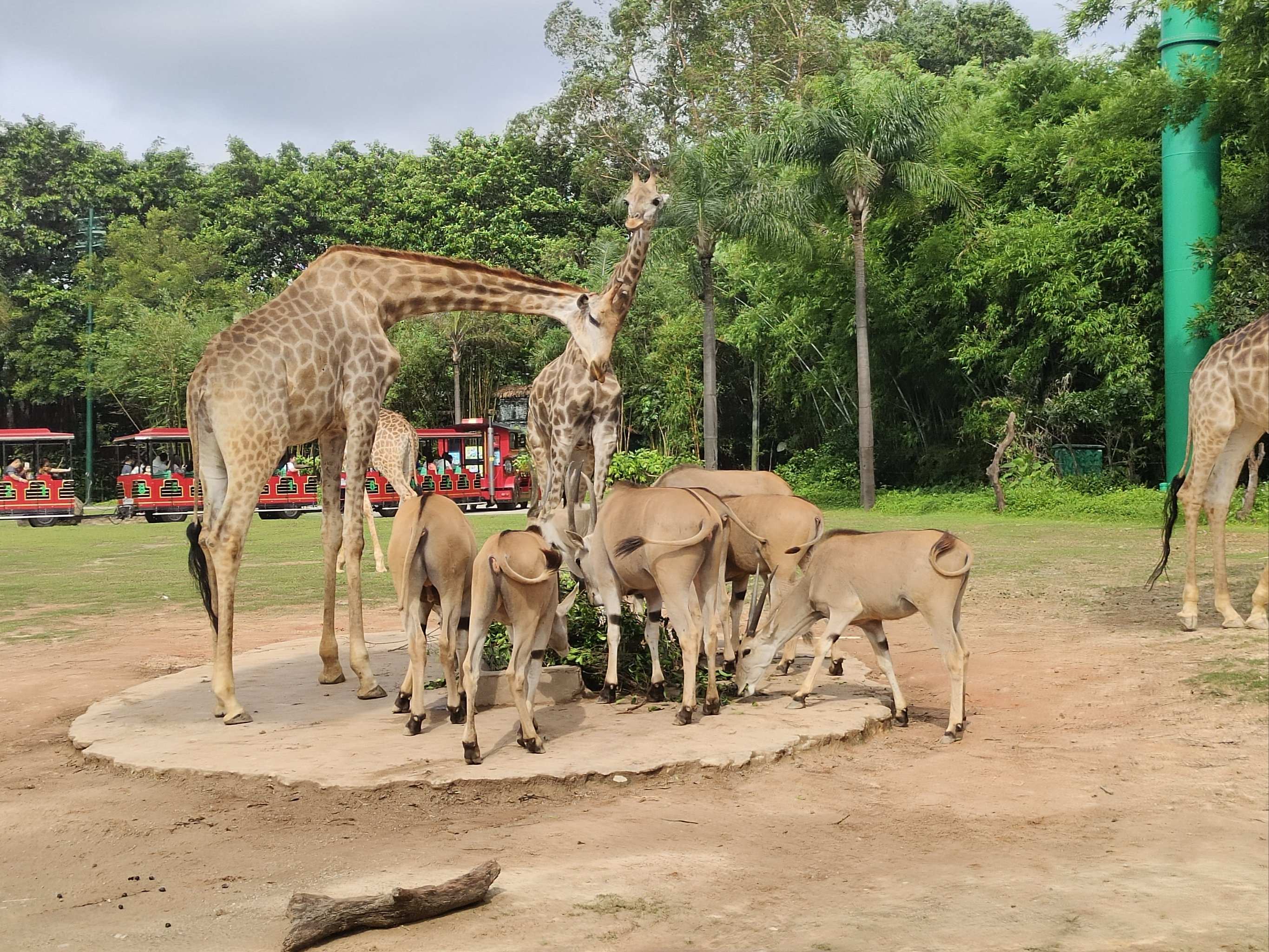 廣州長隆動物園3