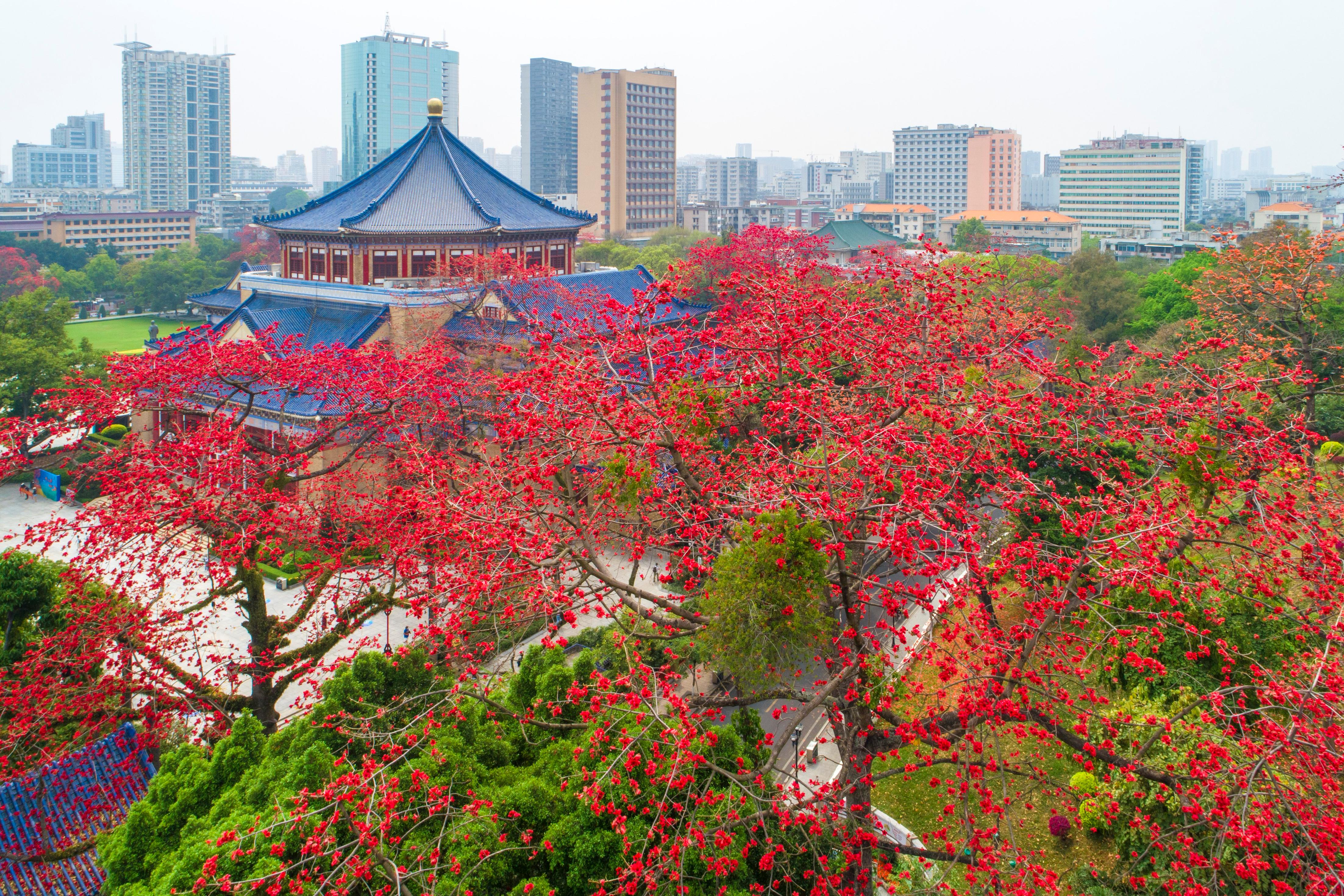 廣州春季木棉花