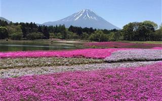 富士山芝櫻園