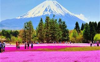 富士山芝櫻園2