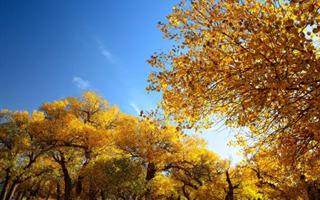 木壘胡楊林風景區(qū)