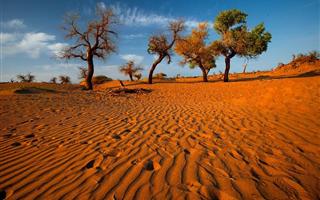 大漠胡楊林景區(qū)