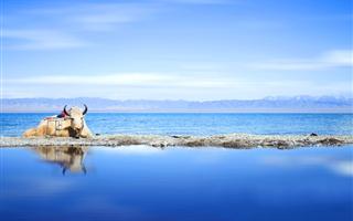 青海湖