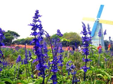 <東莞一日游>浪漫松山湖+夢幻百花洲-賞花體驗
